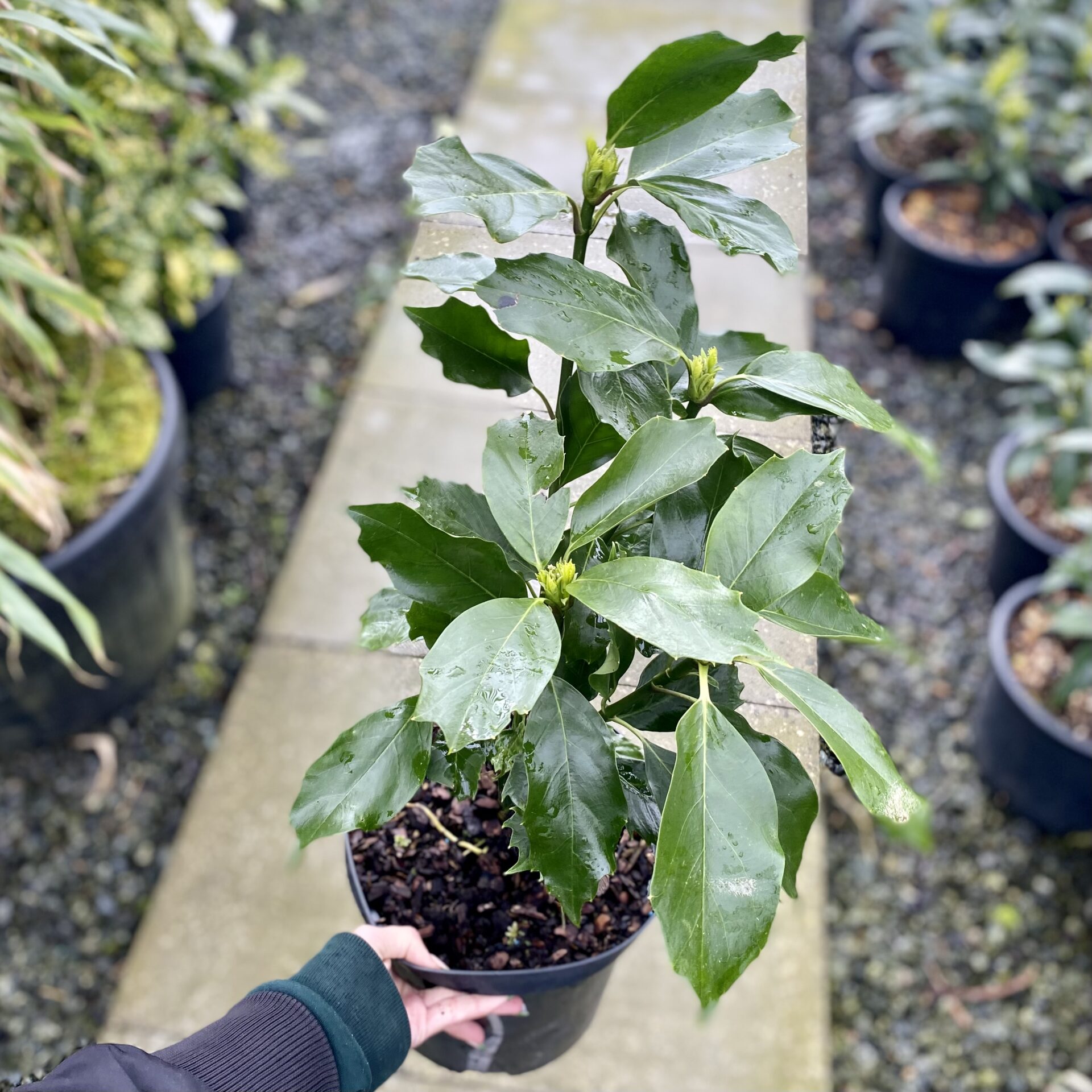 Japanese Laurel (Aucuba japonica) - Ladybird Nursery