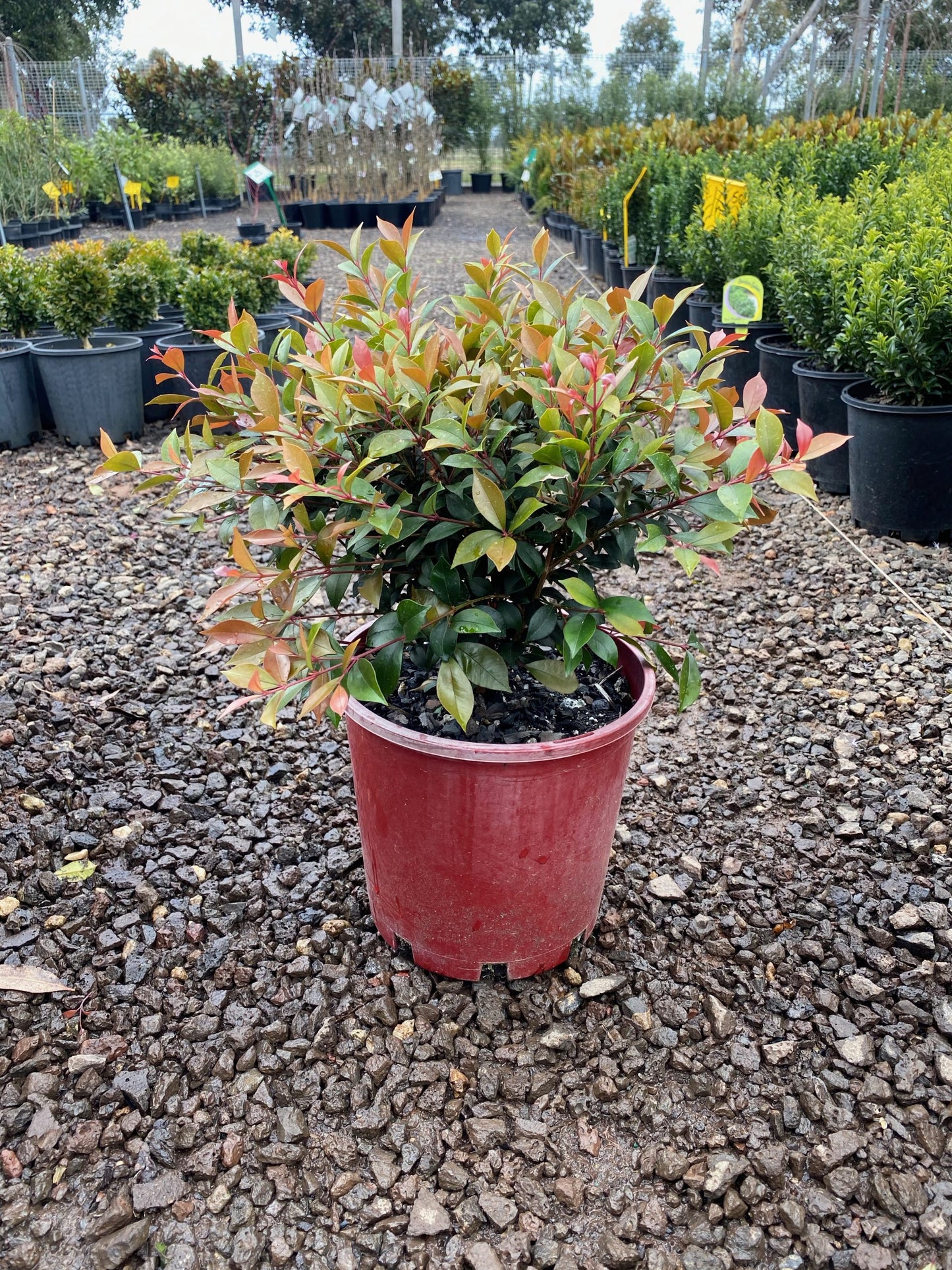 Allyn Magic minor (Syzygium smithii)