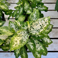 Dieffenbachia 'Perfection' - Ladybird Nursery