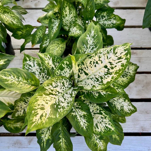 Dieffenbachia 'Perfection' - Ladybird Nursery