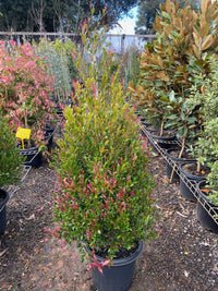 Cherry Surprise minor (Syzygium smithii)