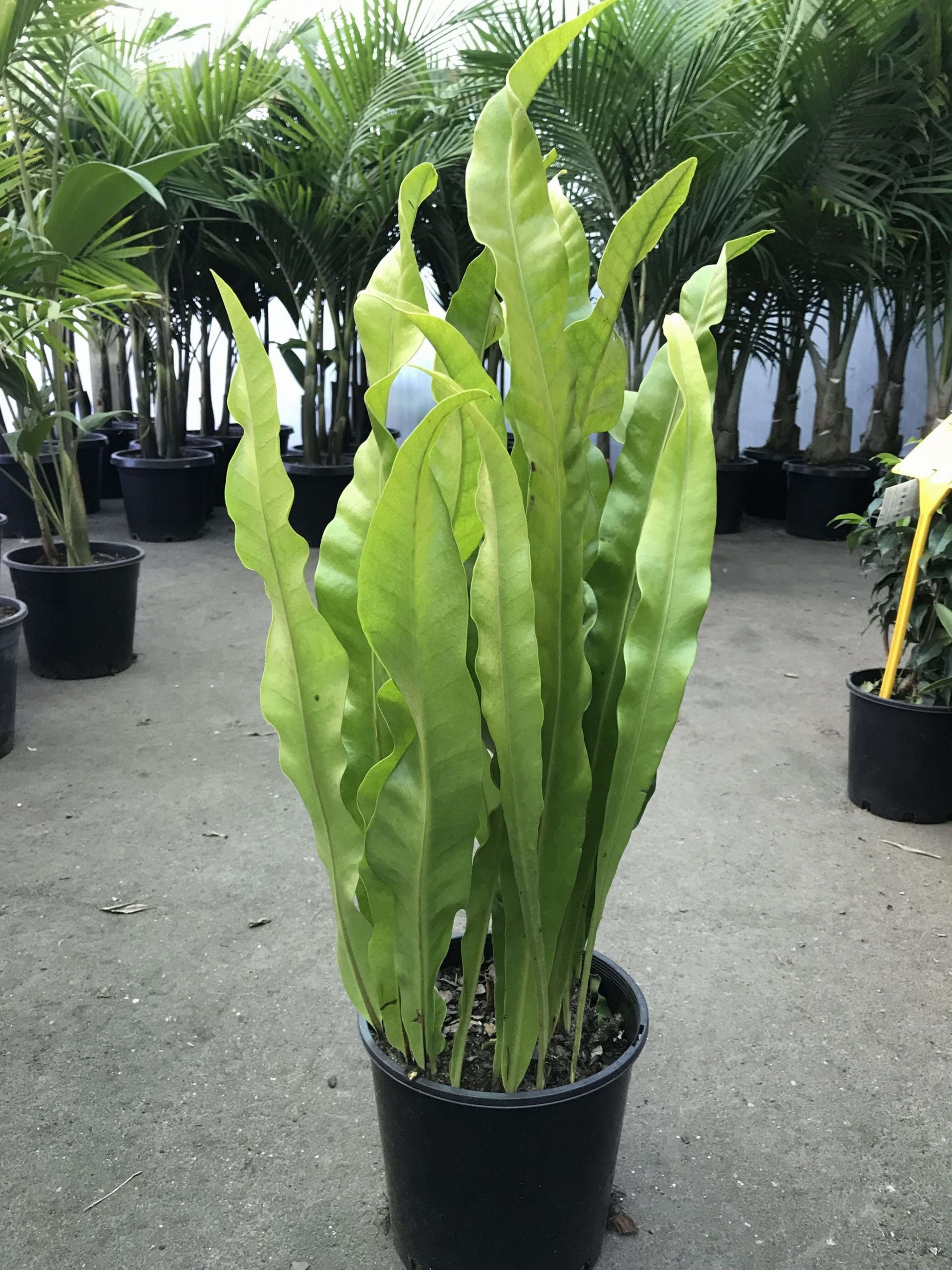 Hart's Tongue Fern Harts (Asplenium scolopendrium)