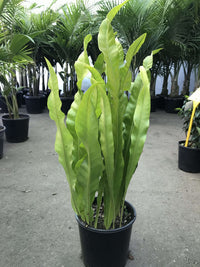 Hart's Tongue Fern Harts (Asplenium scolopendrium)