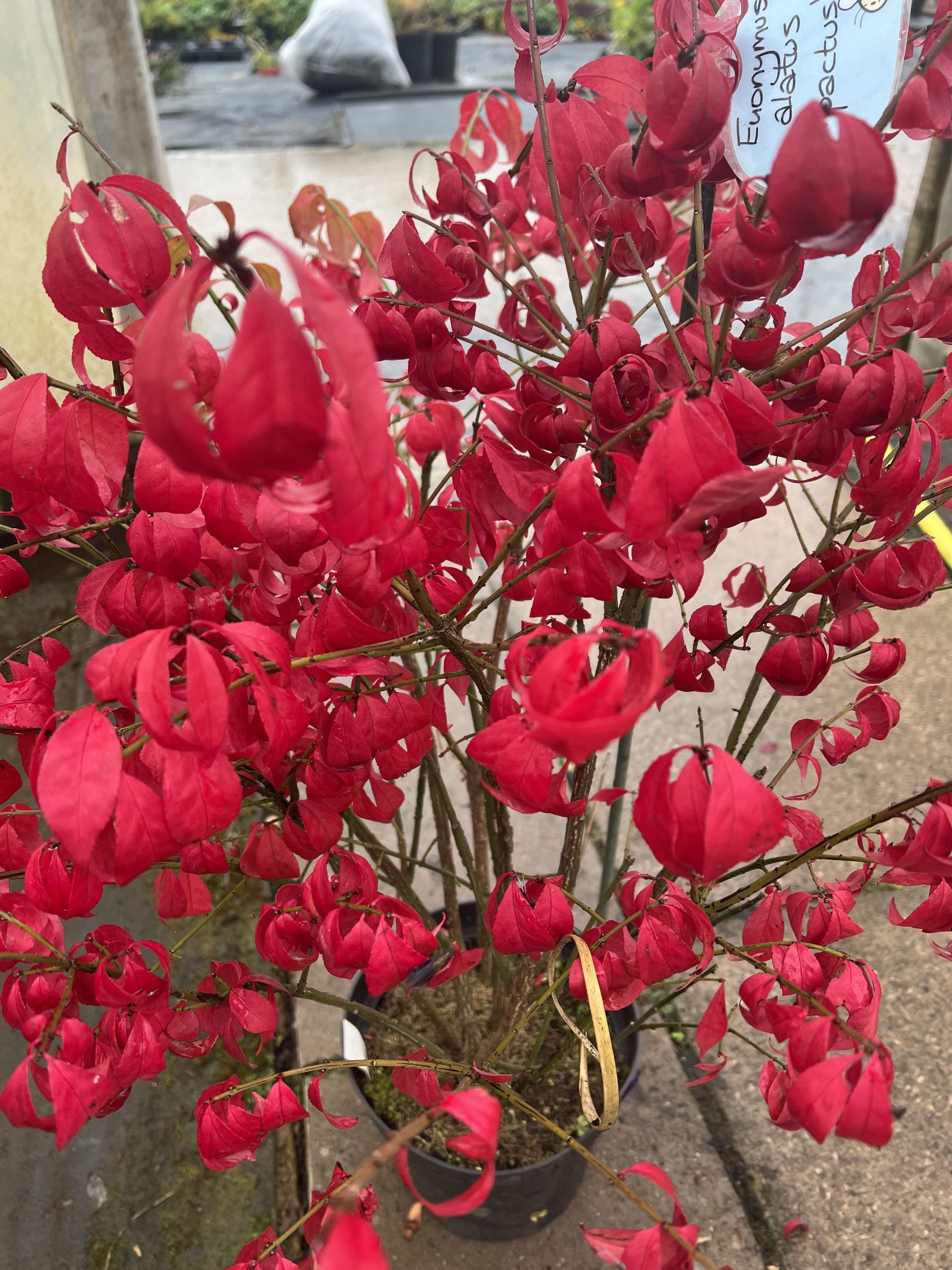 Compact Winged Spindle (Euonymus alatus)