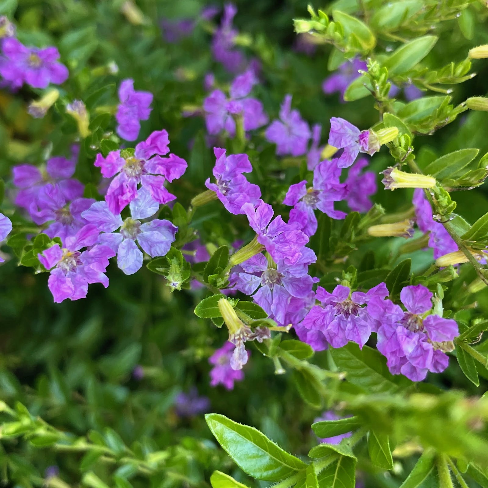 Coastal Rosemary Deeppurple (Westringia glabra) - Ladybird Nursery