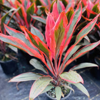 Cordyline Tangelo (Cordyline fruticosa) - Ladybird Nursery
