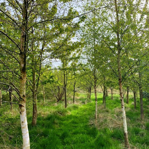 Silver Birch (Betula pendula) - Ladybird Nursery