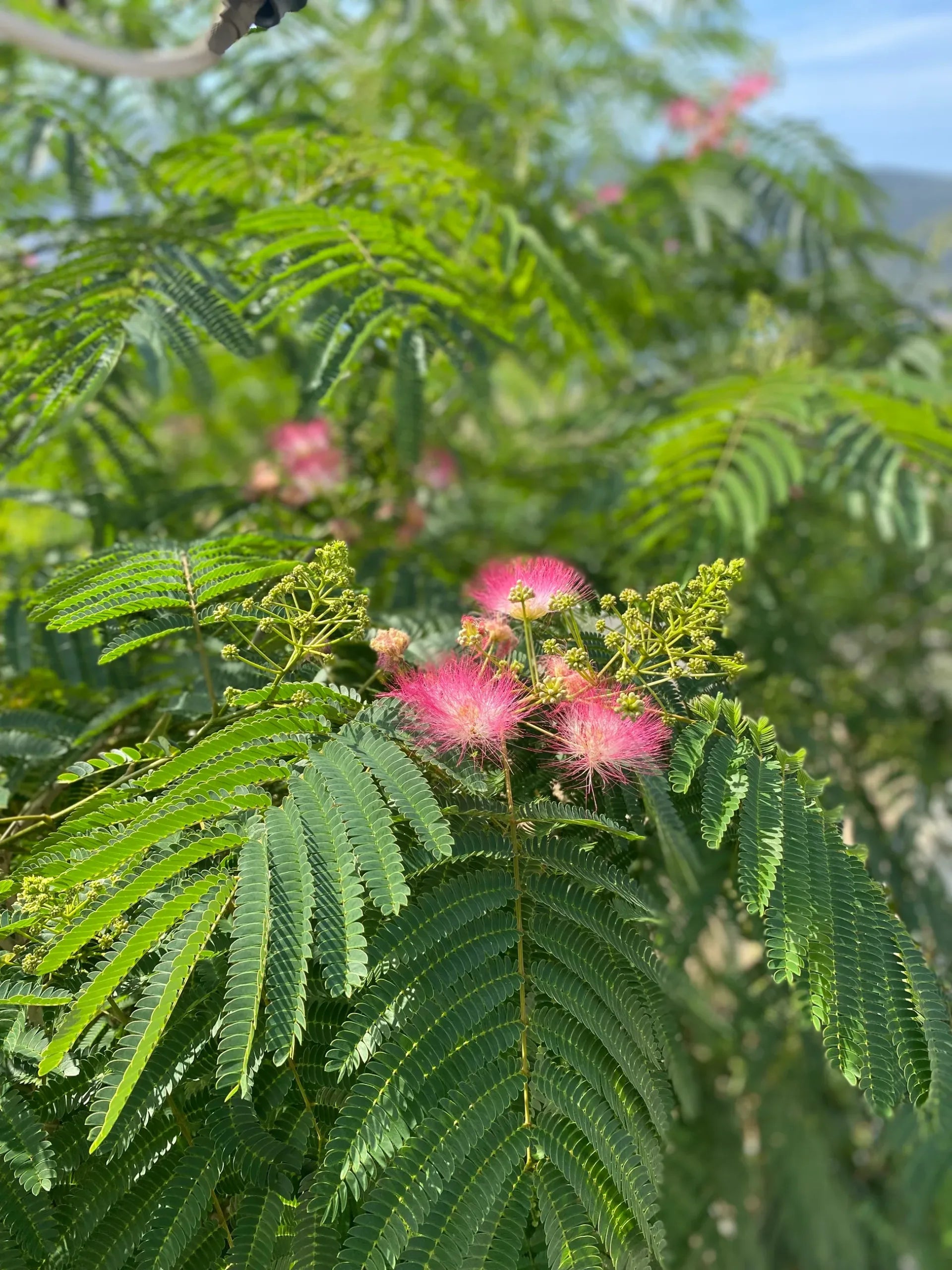 Silk Tree Pink (Albizia julibrissin)