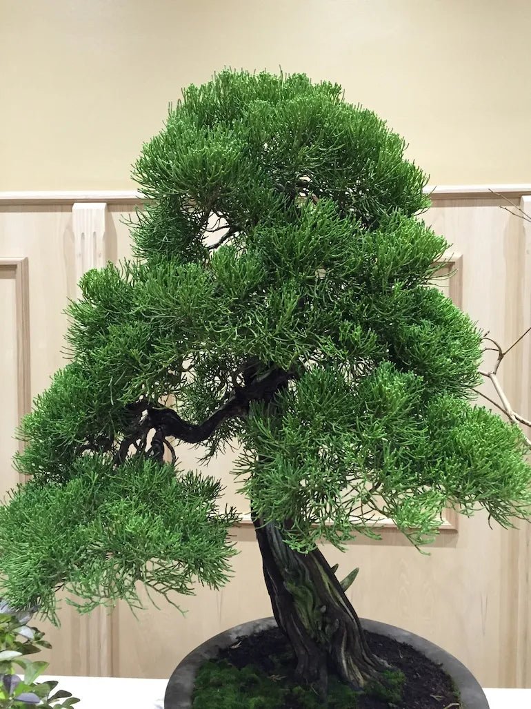 Chinese Juniper San Jose (Juniperus chinensis) - Ladybird Nursery