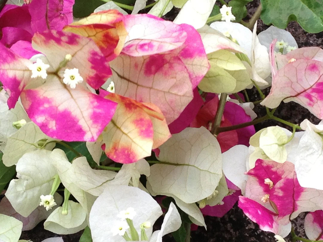 Bougainvillea Chitra (Bougainvillea glabra)