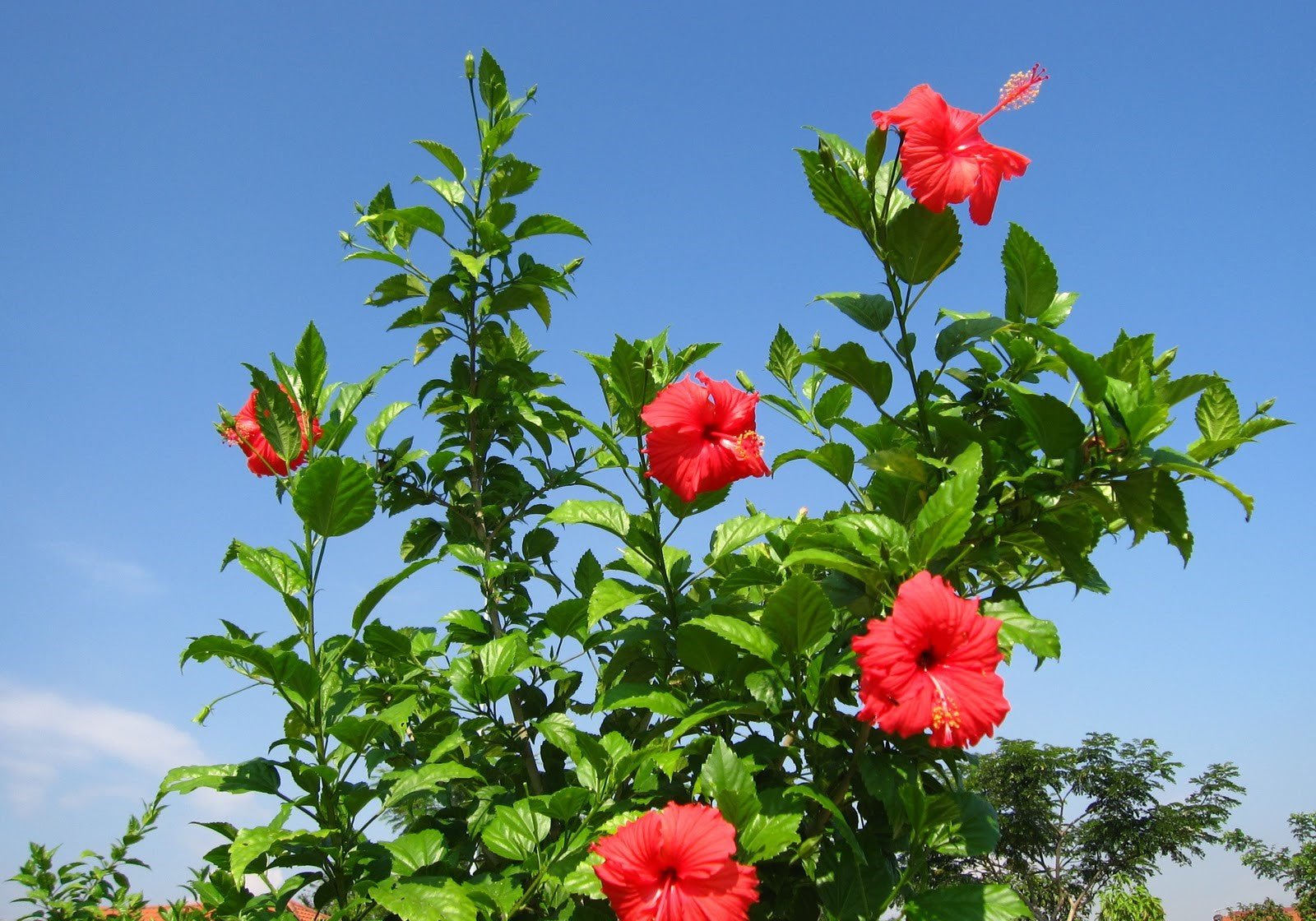 Hibiscus (Hibiscus rosa - sinensis) - Ladybird Nursery