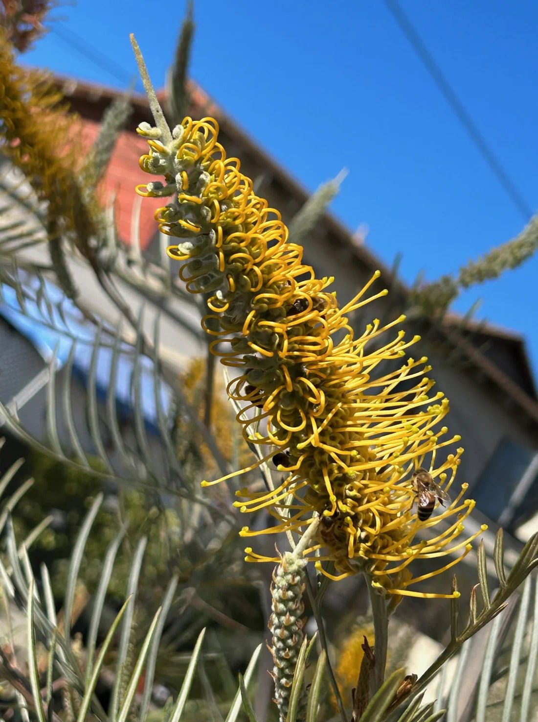 Grevillea Sandra Gordon - Ladybird Nursery