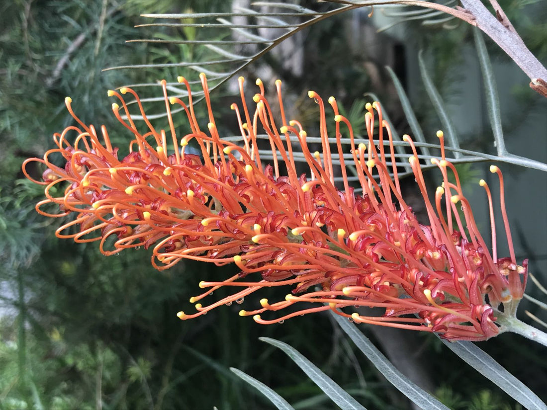 Grevillea Sunset Bronze - Ladybird Nursery