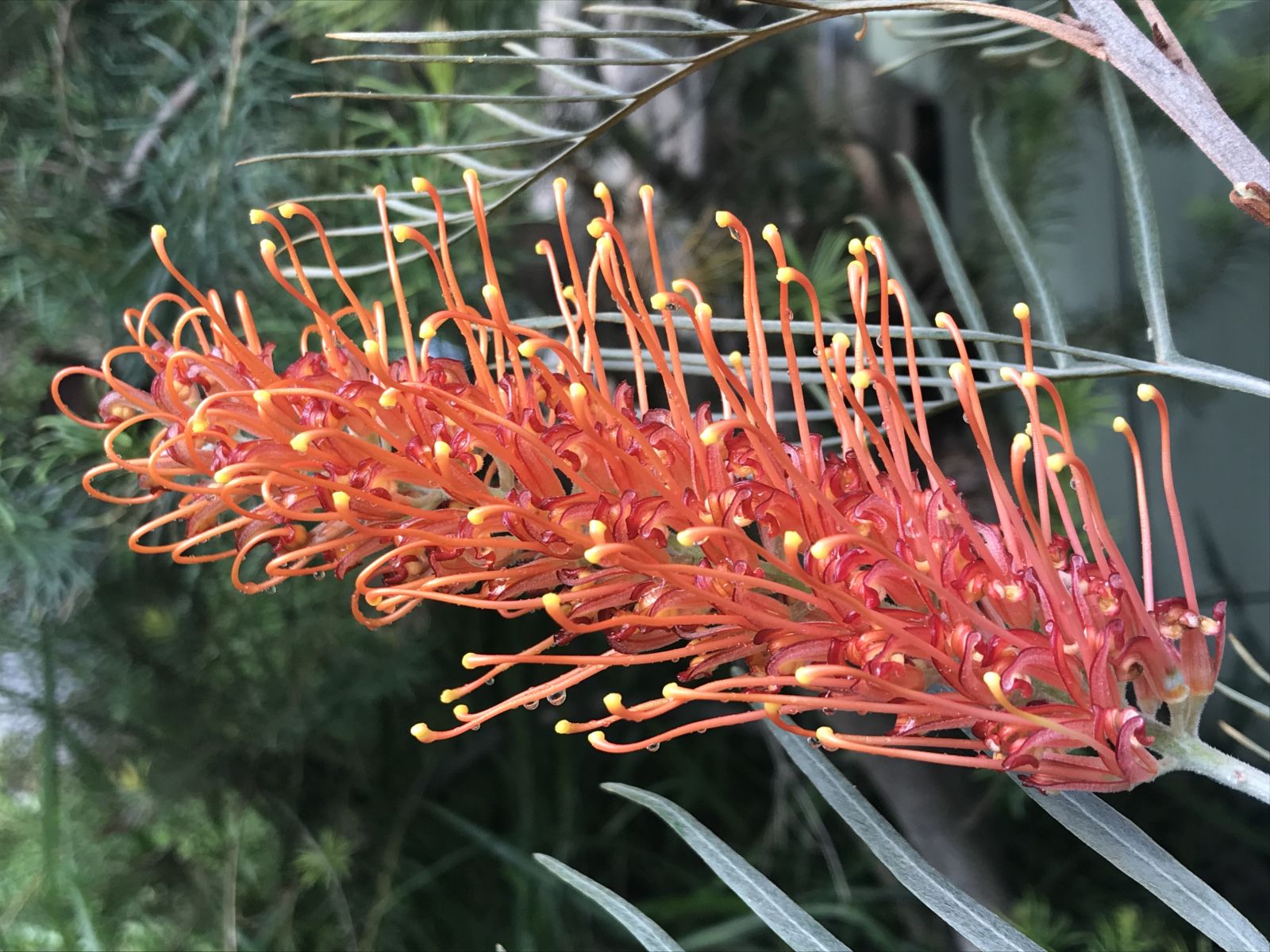 Grevillea Sunset Bronze - Ladybird Nursery