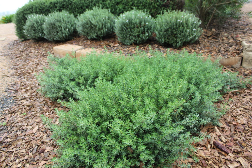 Coastal Rosemary Low Horizon™ (Westringia fruticosa)