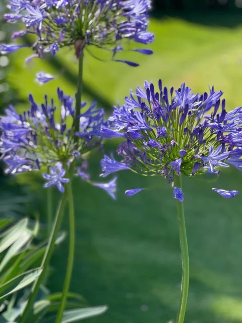 Agapanthus Baby Blue - Ladybird Nursery