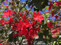 Peregrina (Jatropha integerrima)