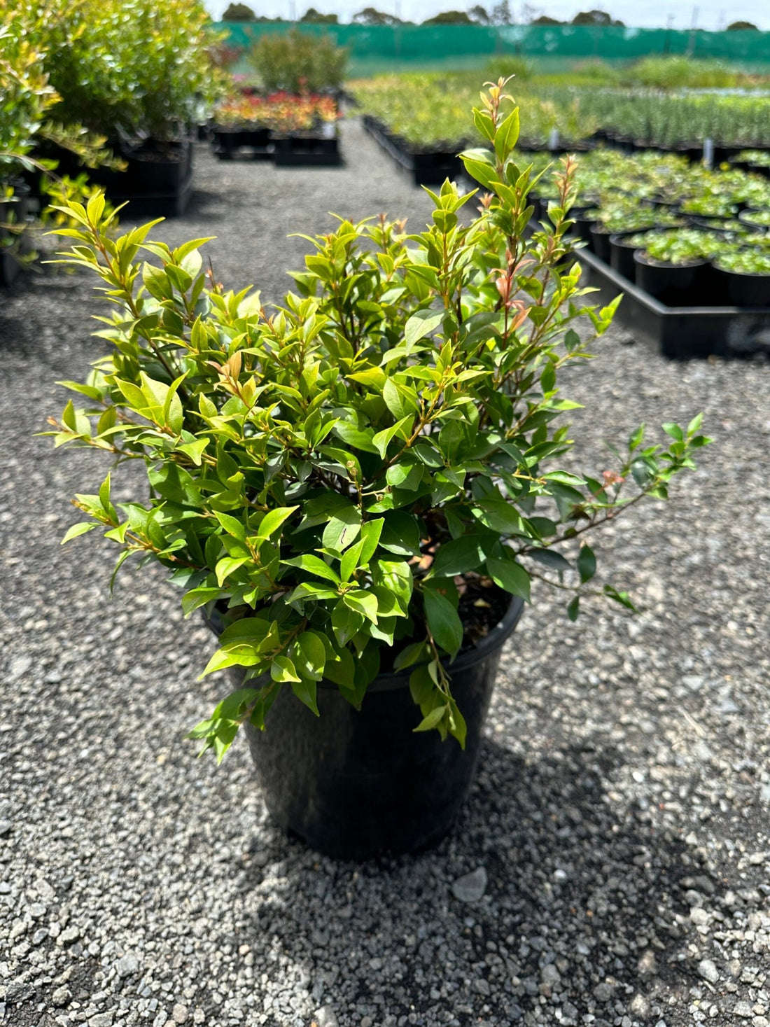 Lilly Pilly minor Allyn Magic (Acmena smithii) - Ladybird Nursery