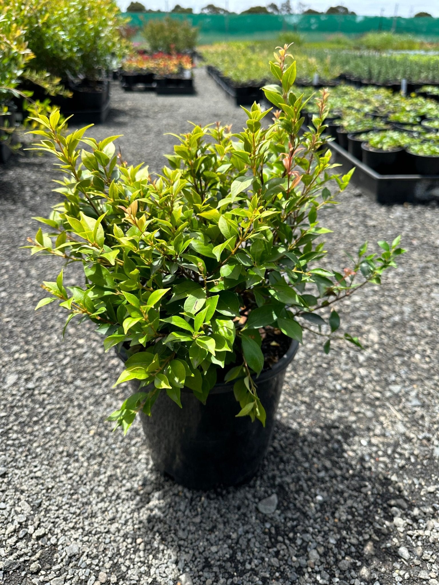 Lilly Pilly minor Allyn Magic (Acmena smithii) - Ladybird Nursery