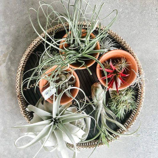Assorted (Tillandsia / Air Plants)