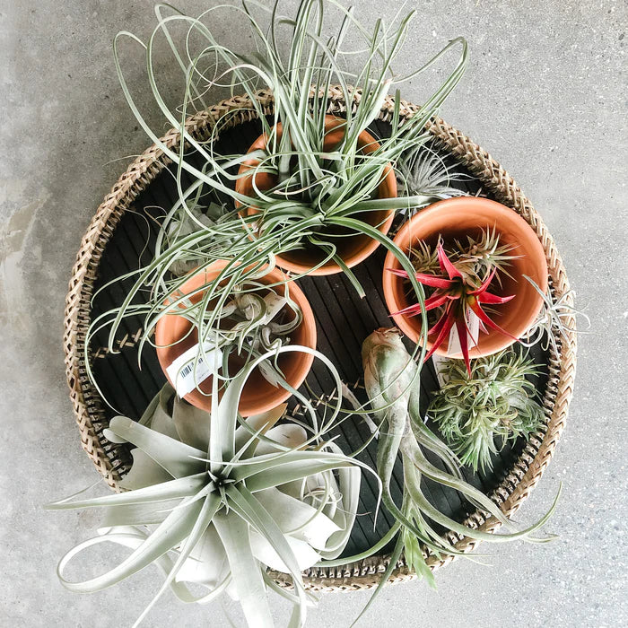 Assorted (Tillandsia)