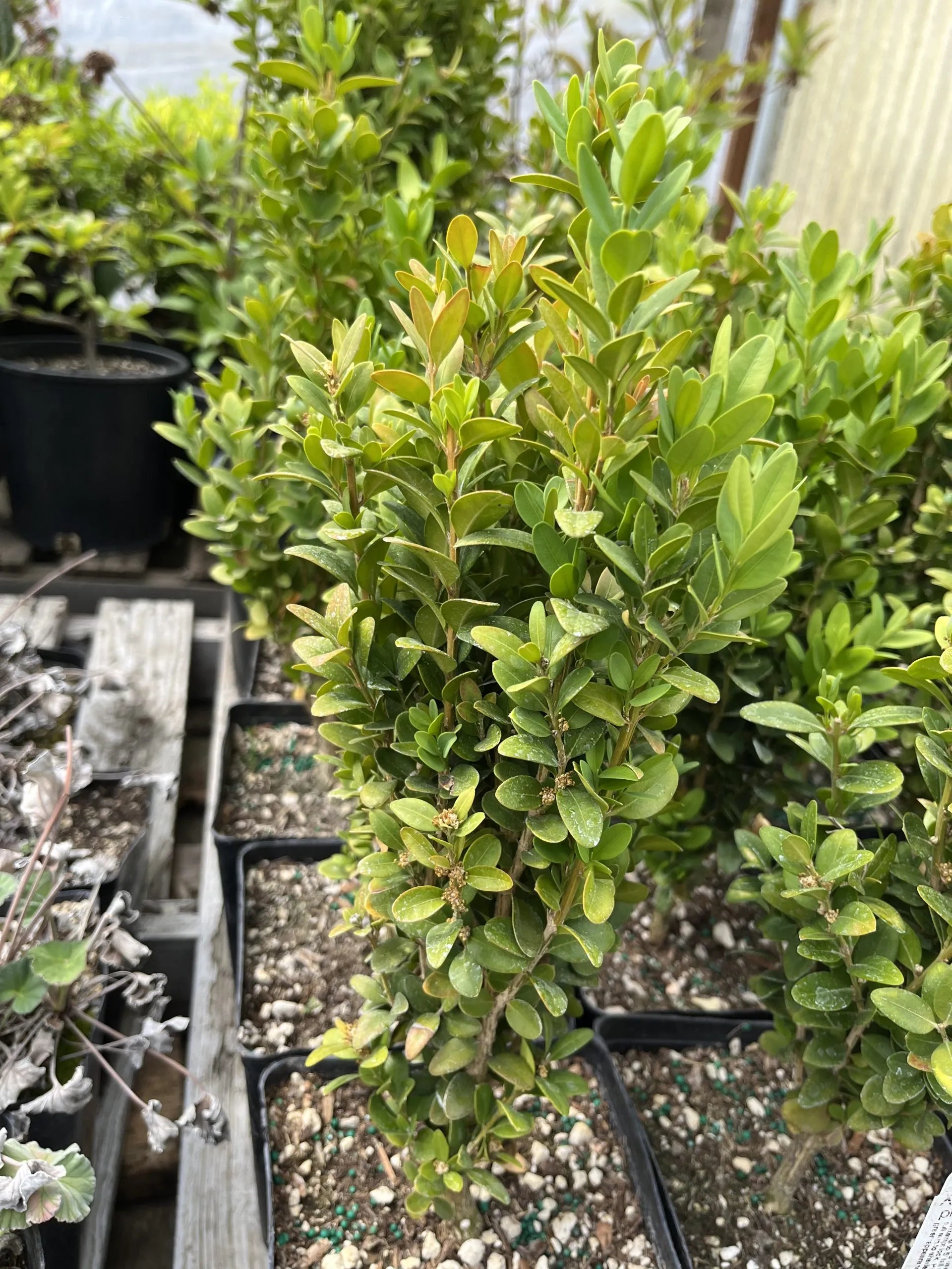 Common Box Emerald Pillar / Graham Blandy (Buxus sempervirens) - Ladybird Nursery