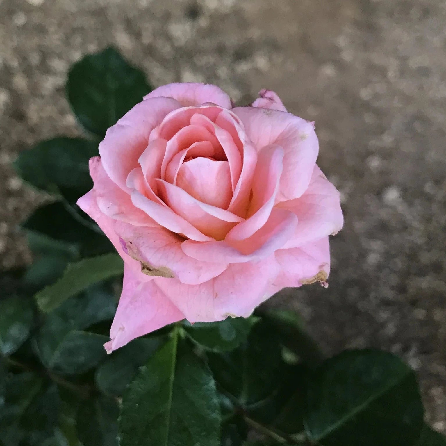 Rose ‘Jewel Baby Pink’ (Rosa hybrid) - Ladybird Nursery