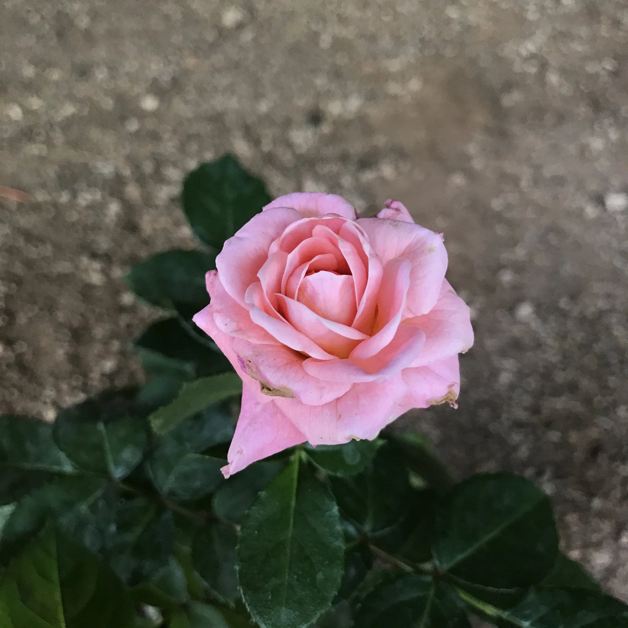 Rose ‘Jewel Baby Pink’ (Rosa hybrid) - Ladybird Nursery