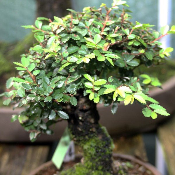 Chinese Elm Bonsai Starter (Ulmus parvifolia) - Ladybird Nursery