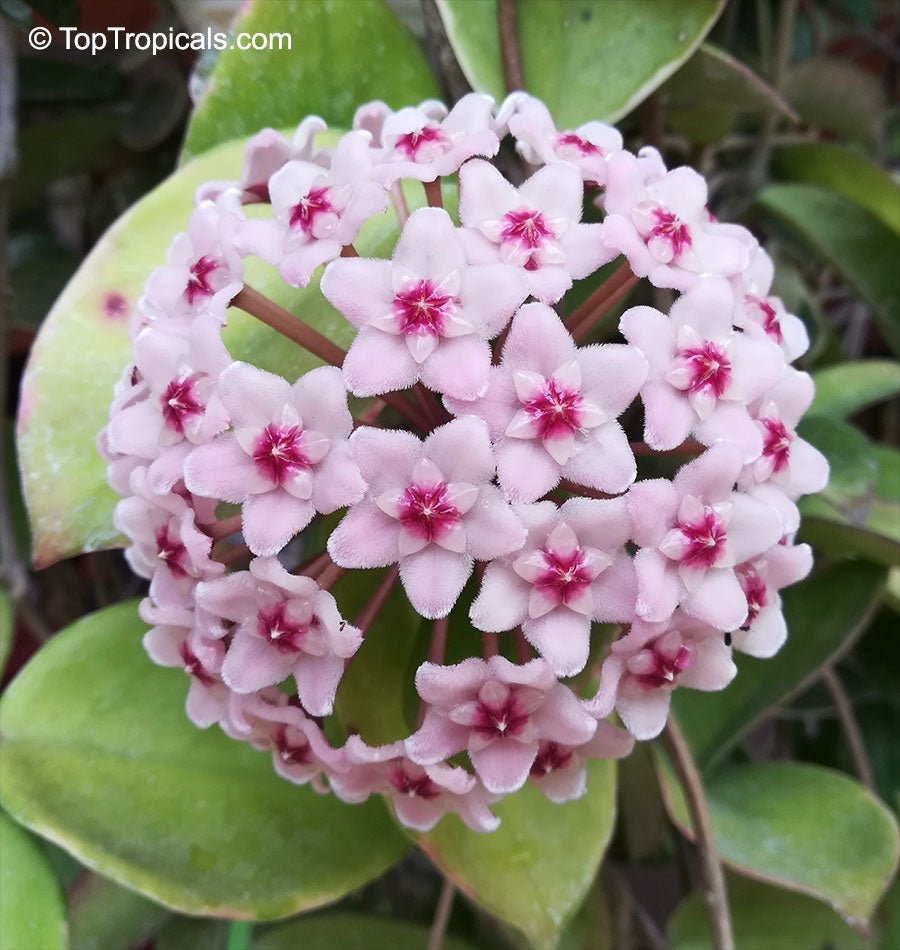 Wax Plant (Hoya carnosa) - Ladybird Nursery