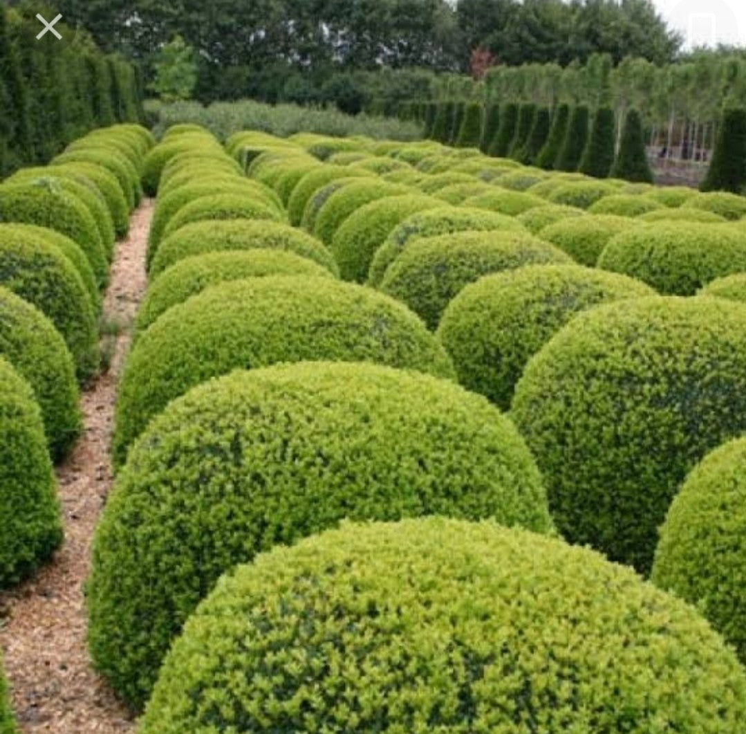 Japanese Box Faulkner (Buxus microphylla)