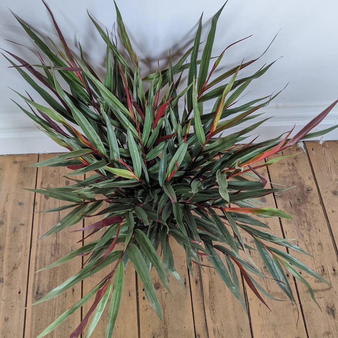 Red Rubin Ginger (Alpinia luteocarpa) - Ladybird Nursery