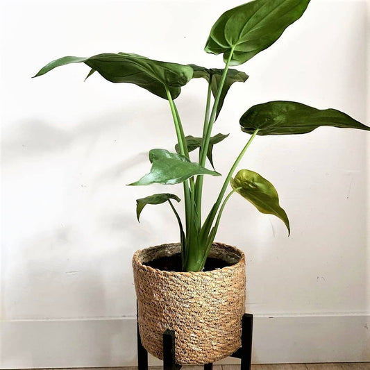 Hooded Dwarf Elephant Ear (Alocasia cucullata)