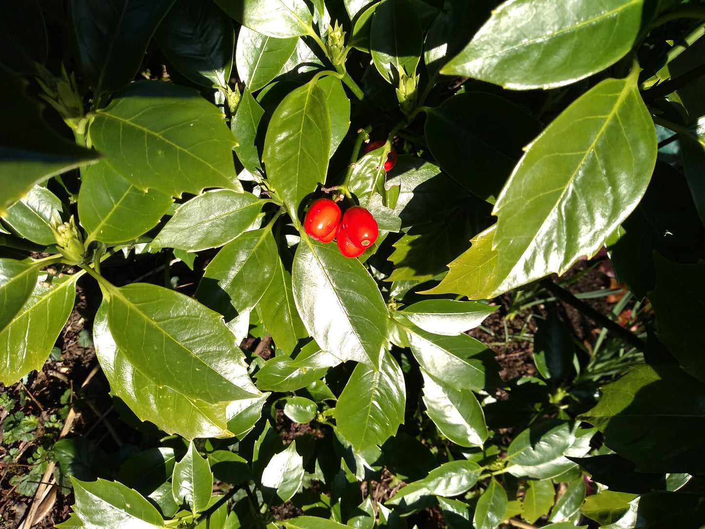 Japanese Laurel (Aucuba japonica)