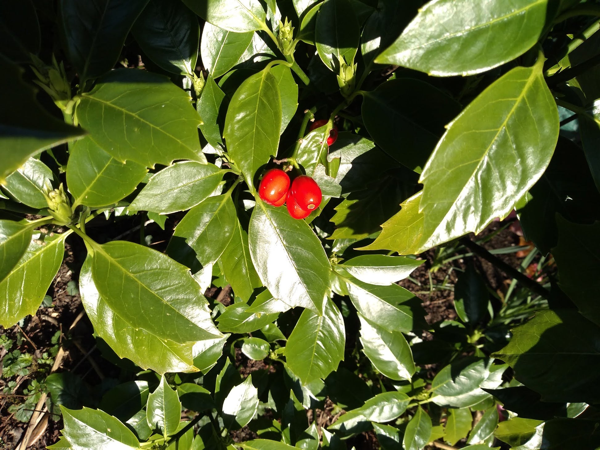 Japanese Laurel (Aucuba japonica)