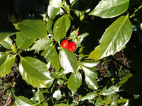 Japanese Laurel (Aucuba japonica) - Ladybird Nursery