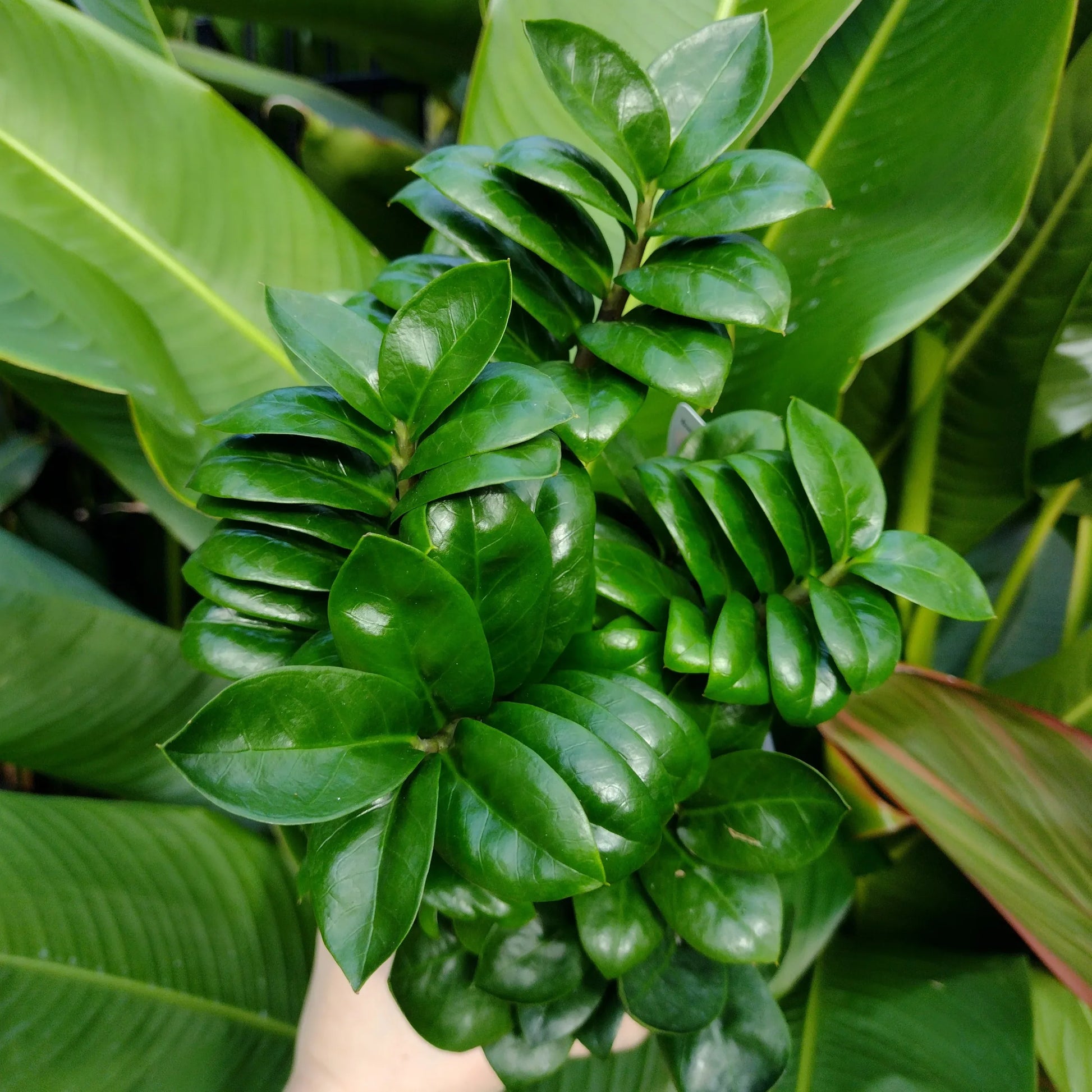 Zanzibar Gem Zenzii Dwarf (Zamioculcas zamiifolia)