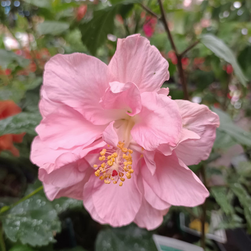 Chinese Hibiscus Enid Lewis (Hibiscus rosa-sinensis)