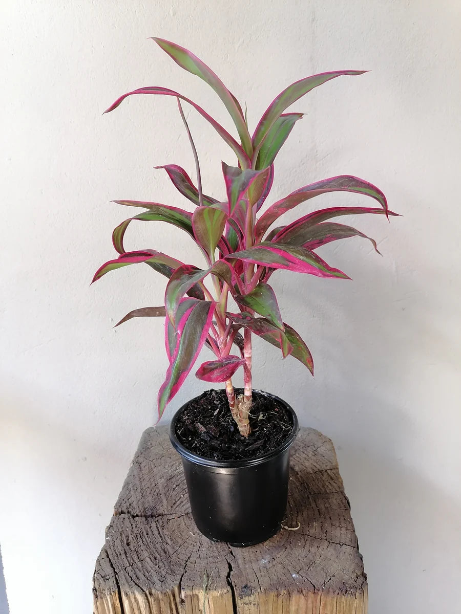 Cordyline Red Edge (Cordyline australis)