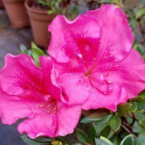 Azalea Carnival Queen - Ladybird Nursery