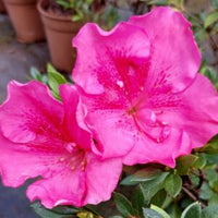 Azalea Carnival Queen