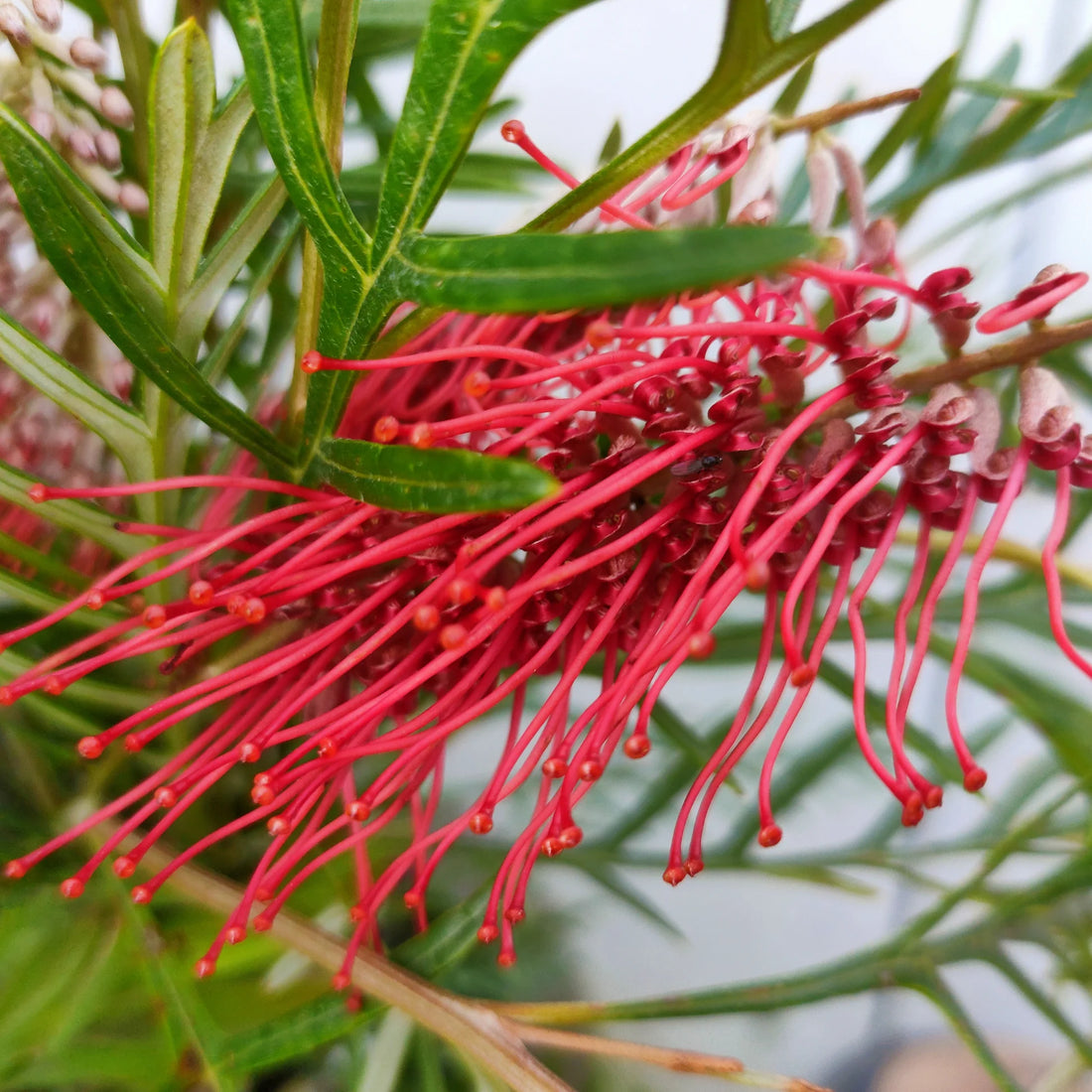 Grevillea 'Hookeriana' - Ladybird Nursery