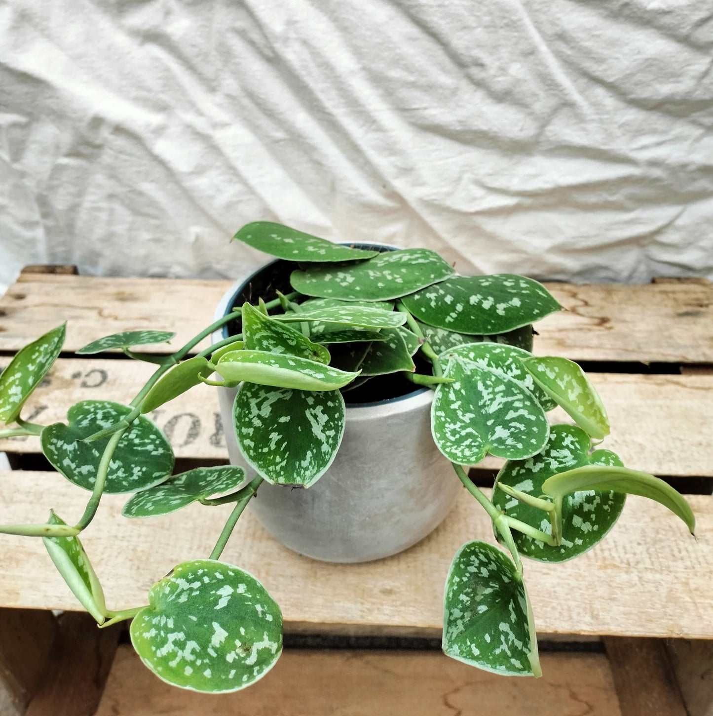 Satin Pothos argyraeus (Scindapsus pictus)
