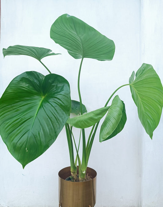 Dwarf Elephant Ear (Alocasia spp.)