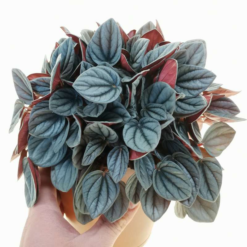 Peperomia Sunrise (Peperomia)
