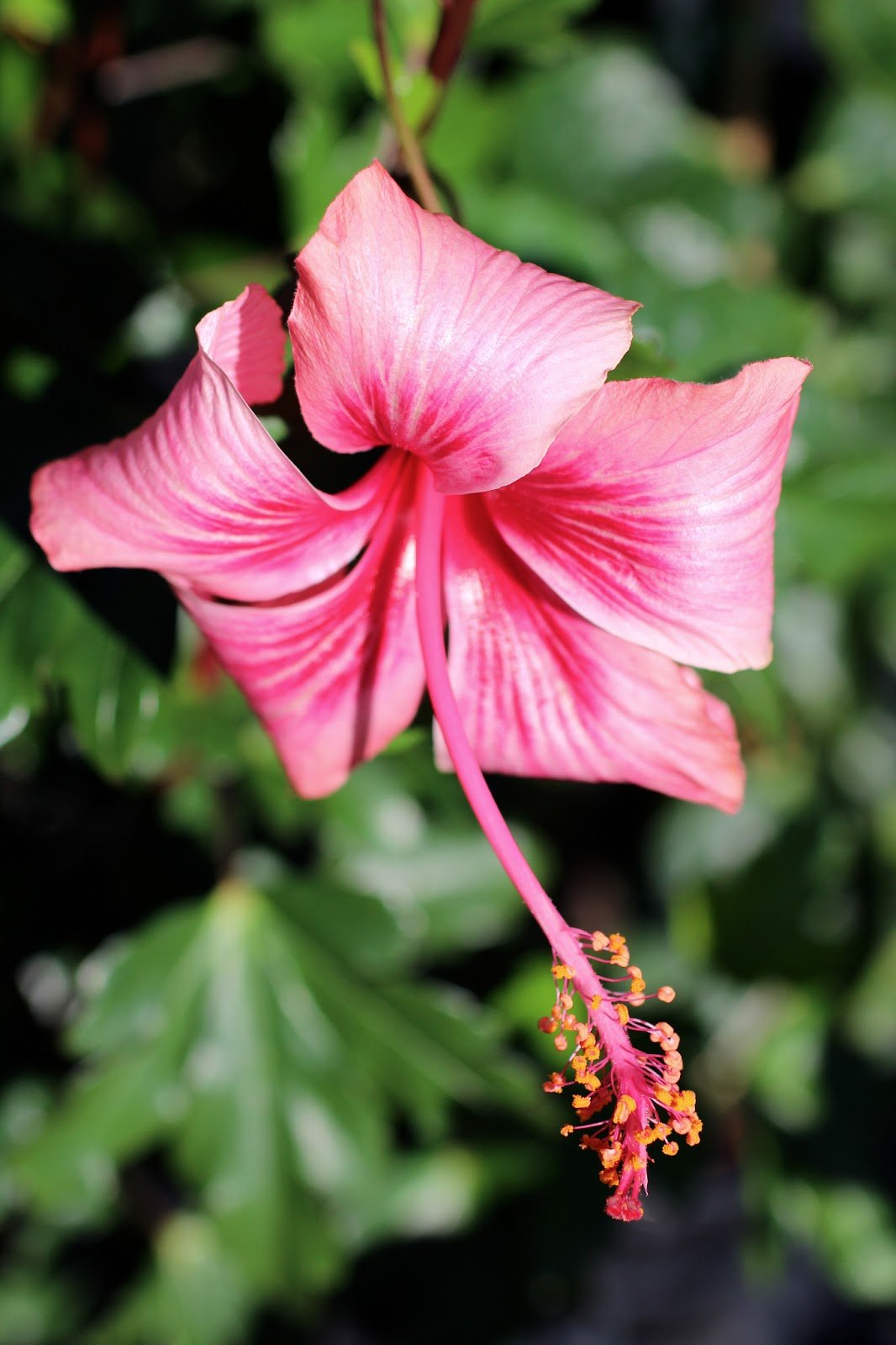 Hibiscus Lollipops - Ladybird Nursery