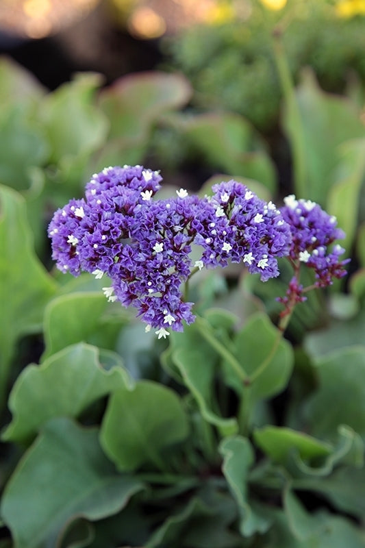 Sea Lavender Statice - Blue (Limonium perezii)