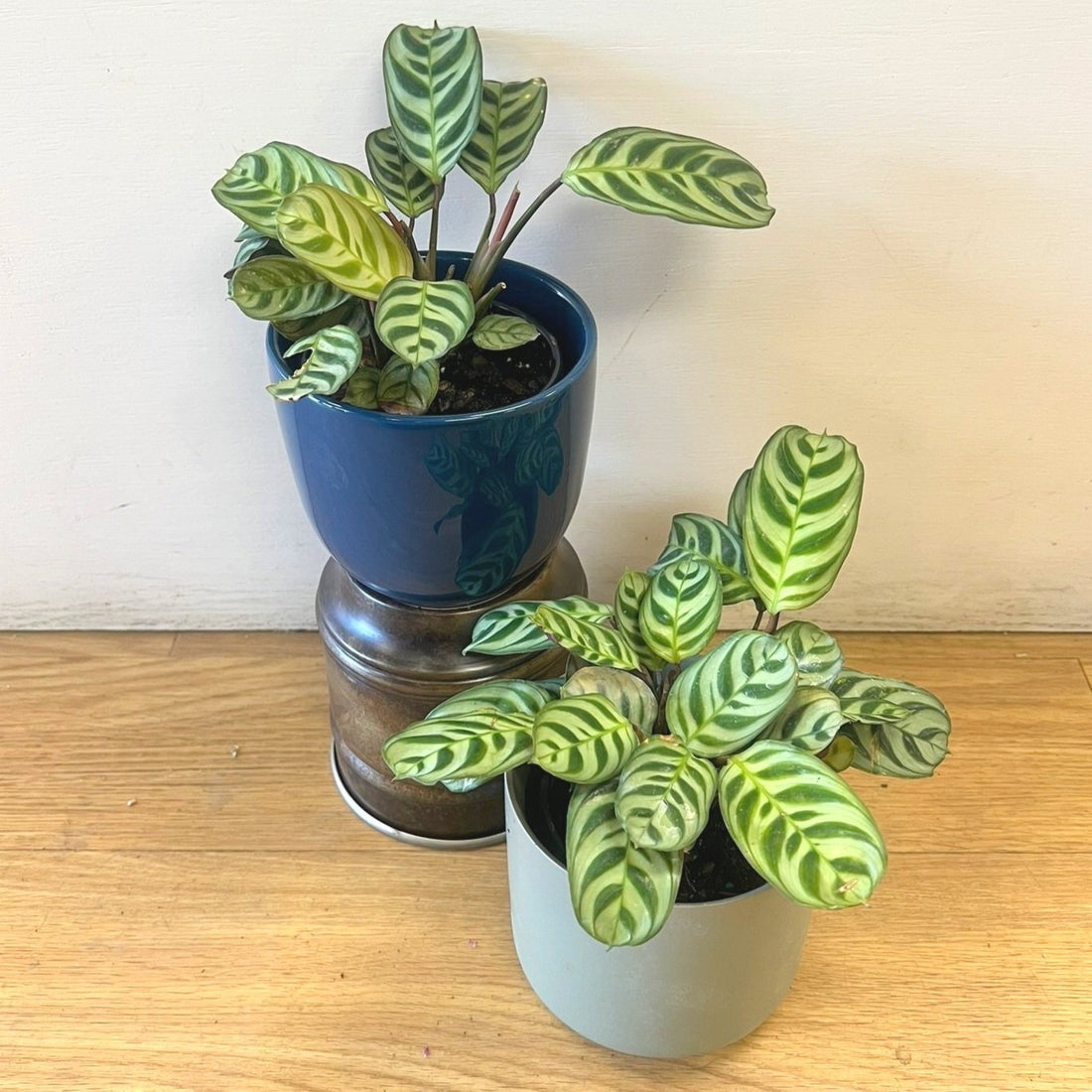 Prayer Plant (Calathea burle - marxii) - Ladybird Nursery