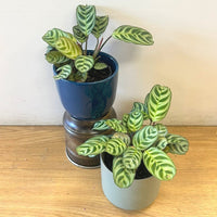 Prayer Plant (Calathea burle-marxii)