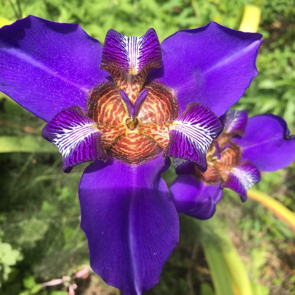Walking Iris Indigo Bue (Neomarica caerulea)